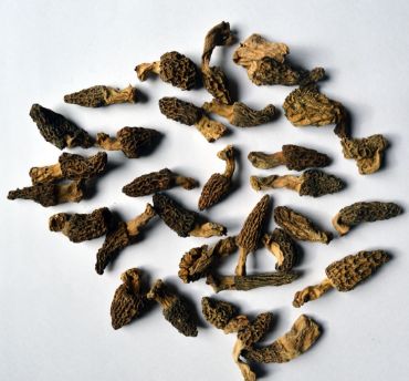 Show products in category Morels WITH TAIL - Caps, tails Picture for category Morels WITH TAIL - Caps, tails