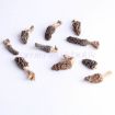 miniature morels from kashmir